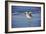 Sandpiper in the Surf I-Alan Hausenflock-Framed Photographic Print