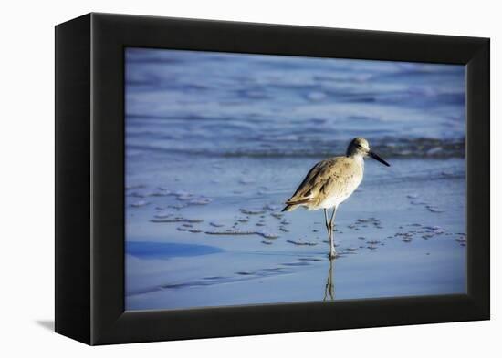 Sandpiper in the Surf II-Alan Hausenflock-Framed Premier Image Canvas