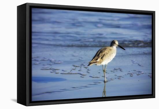 Sandpiper in the Surf II-Alan Hausenflock-Framed Premier Image Canvas