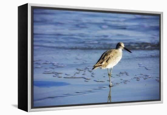 Sandpiper in the Surf II-Alan Hausenflock-Framed Premier Image Canvas