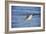 Sandpiper in the Surf II-Alan Hausenflock-Framed Photographic Print
