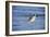 Sandpiper in the Surf II-Alan Hausenflock-Framed Photographic Print