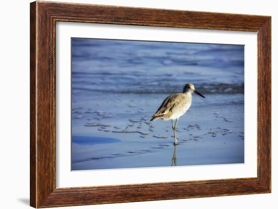 Sandpiper in the Surf II-Alan Hausenflock-Framed Photographic Print