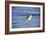 Sandpiper in the Surf II-Alan Hausenflock-Framed Photographic Print