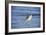 Sandpiper in the Surf II-Alan Hausenflock-Framed Photographic Print