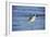 Sandpiper in the Surf II-Alan Hausenflock-Framed Photographic Print