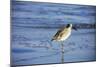 Sandpiper in the Surf II-Alan Hausenflock-Mounted Photographic Print