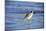 Sandpiper in the Surf II-Alan Hausenflock-Mounted Photographic Print