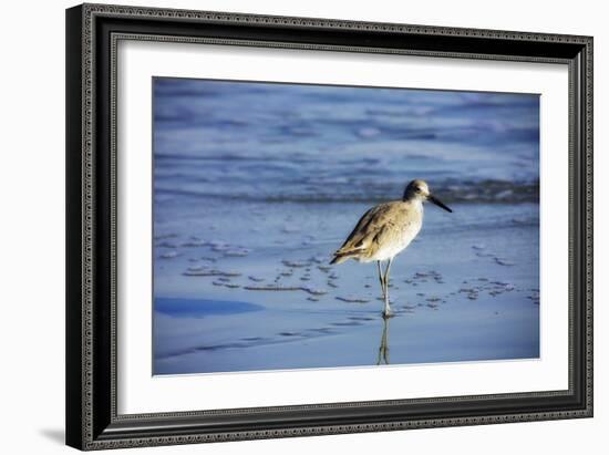 Sandpiper in the Surf II-Alan Hausenflock-Framed Photographic Print