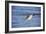 Sandpiper in the Surf II-Alan Hausenflock-Framed Photographic Print