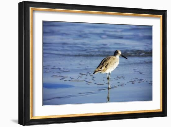 Sandpiper in the Surf II-Alan Hausenflock-Framed Photographic Print