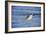 Sandpiper in the Surf II-Alan Hausenflock-Framed Photographic Print