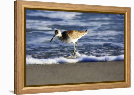 Sandpiper in the Surf III-Alan Hausenflock-Framed Premier Image Canvas