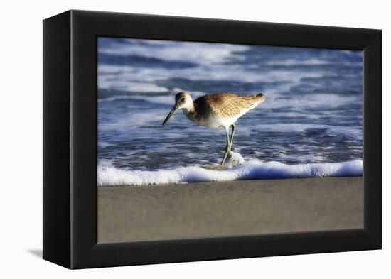 Sandpiper in the Surf III-Alan Hausenflock-Framed Premier Image Canvas