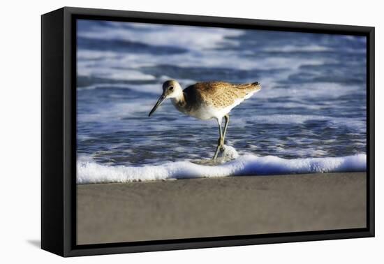 Sandpiper in the Surf III-Alan Hausenflock-Framed Premier Image Canvas