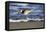 Sandpiper in the Surf III-Alan Hausenflock-Framed Premier Image Canvas