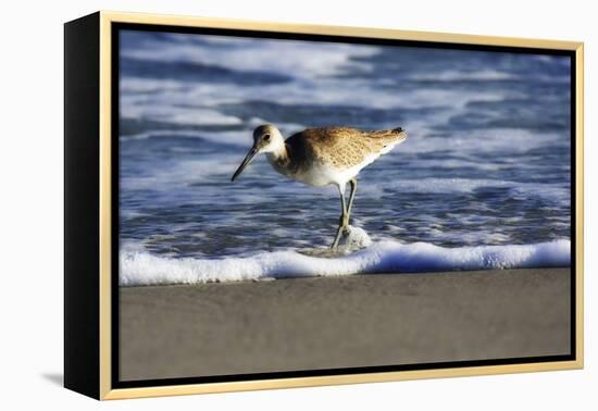 Sandpiper in the Surf III-Alan Hausenflock-Framed Premier Image Canvas