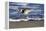 Sandpiper in the Surf III-Alan Hausenflock-Framed Premier Image Canvas