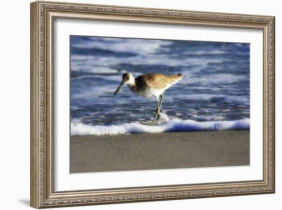 Sandpiper in the Surf III-Alan Hausenflock-Framed Photographic Print