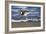 Sandpiper in the Surf III-Alan Hausenflock-Framed Photographic Print