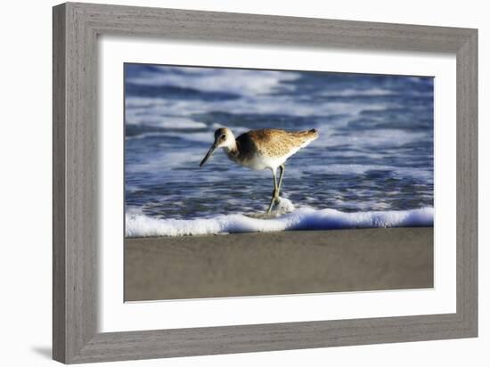 Sandpiper in the Surf III-Alan Hausenflock-Framed Photographic Print