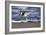 Sandpiper in the Surf III-Alan Hausenflock-Framed Photographic Print