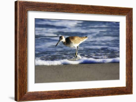 Sandpiper in the Surf III-Alan Hausenflock-Framed Photographic Print