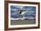 Sandpiper in the Surf III-Alan Hausenflock-Framed Photographic Print