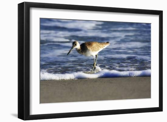 Sandpiper in the Surf III-Alan Hausenflock-Framed Photographic Print