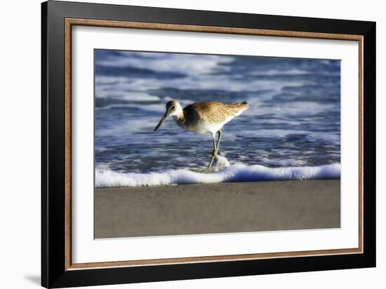 Sandpiper in the Surf III-Alan Hausenflock-Framed Photographic Print