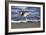 Sandpiper in the Surf III-Alan Hausenflock-Framed Photographic Print