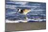 Sandpiper in the Surf III-Alan Hausenflock-Mounted Photographic Print