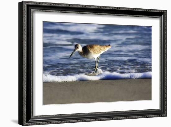 Sandpiper in the Surf III-Alan Hausenflock-Framed Photographic Print