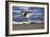 Sandpiper in the Surf III-Alan Hausenflock-Framed Photographic Print