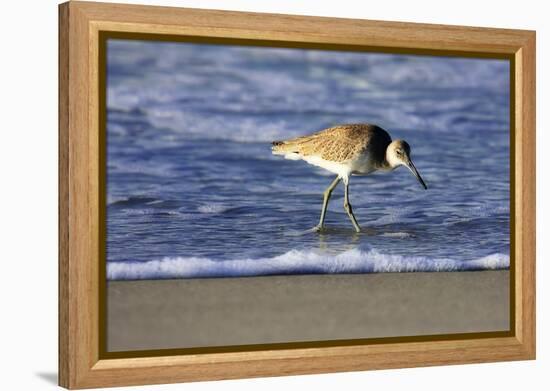 Sandpiper in the Surf IV-Alan Hausenflock-Framed Premier Image Canvas