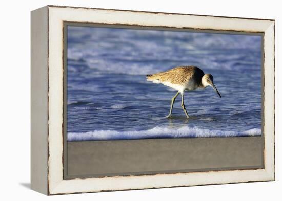 Sandpiper in the Surf IV-Alan Hausenflock-Framed Premier Image Canvas