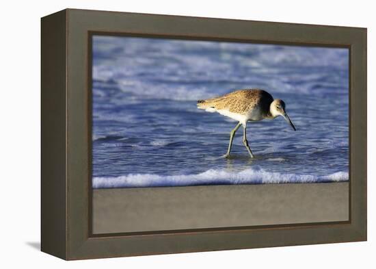 Sandpiper in the Surf IV-Alan Hausenflock-Framed Premier Image Canvas