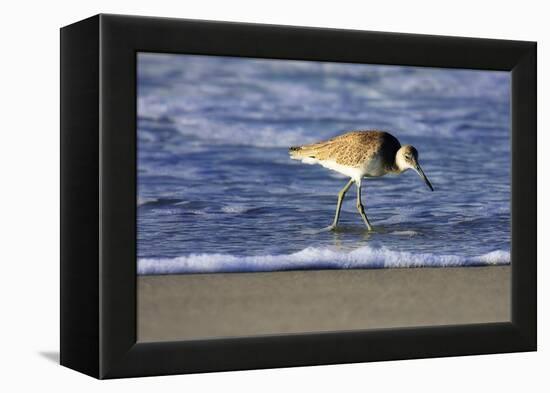 Sandpiper in the Surf IV-Alan Hausenflock-Framed Premier Image Canvas