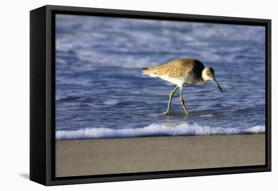 Sandpiper in the Surf IV-Alan Hausenflock-Framed Premier Image Canvas