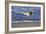 Sandpiper in the Surf IV-Alan Hausenflock-Framed Photographic Print