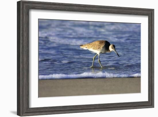 Sandpiper in the Surf IV-Alan Hausenflock-Framed Photographic Print