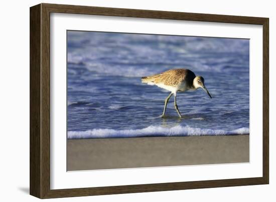 Sandpiper in the Surf IV-Alan Hausenflock-Framed Photographic Print