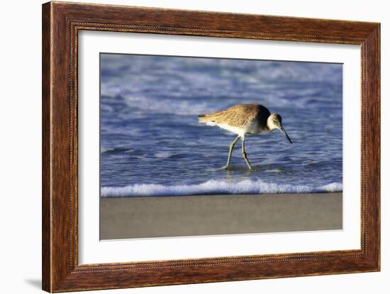 Sandpiper in the Surf IV-Alan Hausenflock-Framed Photographic Print