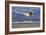 Sandpiper in the Surf IV-Alan Hausenflock-Framed Photographic Print