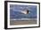 Sandpiper in the Surf IV-Alan Hausenflock-Framed Photographic Print