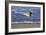 Sandpiper in the Surf IV-Alan Hausenflock-Framed Photographic Print