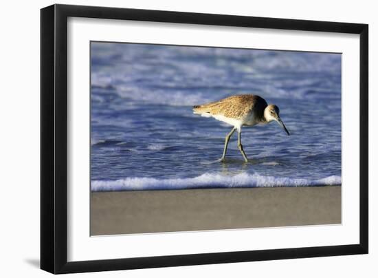 Sandpiper in the Surf IV-Alan Hausenflock-Framed Photographic Print