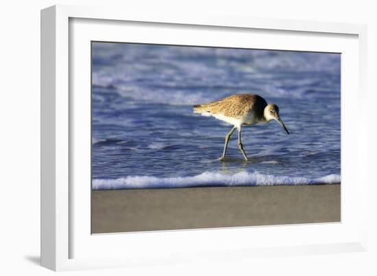 Sandpiper in the Surf IV-Alan Hausenflock-Framed Photographic Print