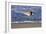 Sandpiper in the Surf IV-Alan Hausenflock-Framed Photographic Print