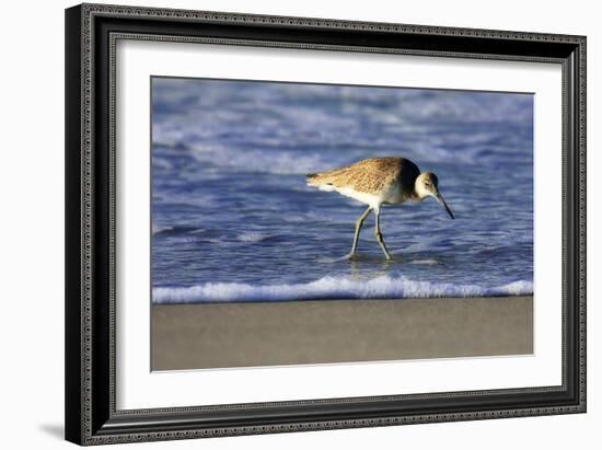 Sandpiper in the Surf IV-Alan Hausenflock-Framed Photographic Print